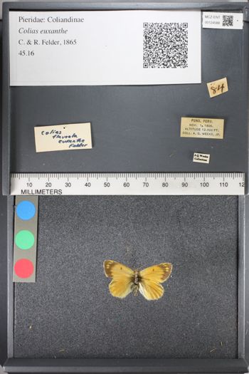 Media type: image;   Entomology 124588